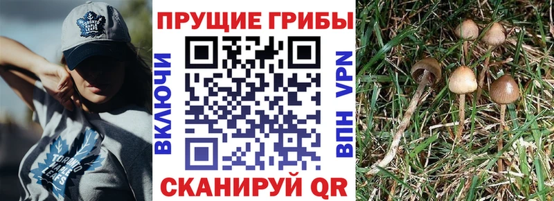 купить наркоту  Ясный  Галлюциногенные грибы ЛСД 